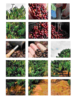 ''Scienza e conoscenza del caffè: dal campo alla tazza'' al Mercato Centrale di San Lorenzo